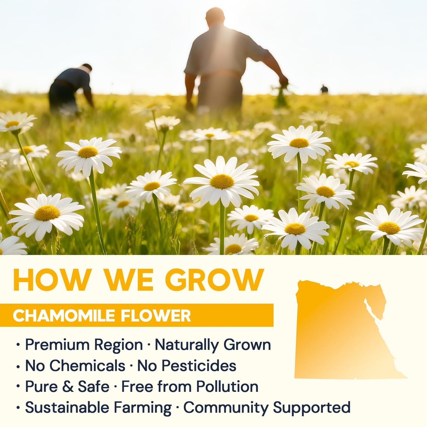 Chamomile Tea Bags, Chamomile Flower Herbal Tea - Sugar-Free, Caffeine-Free, 50 Teabags